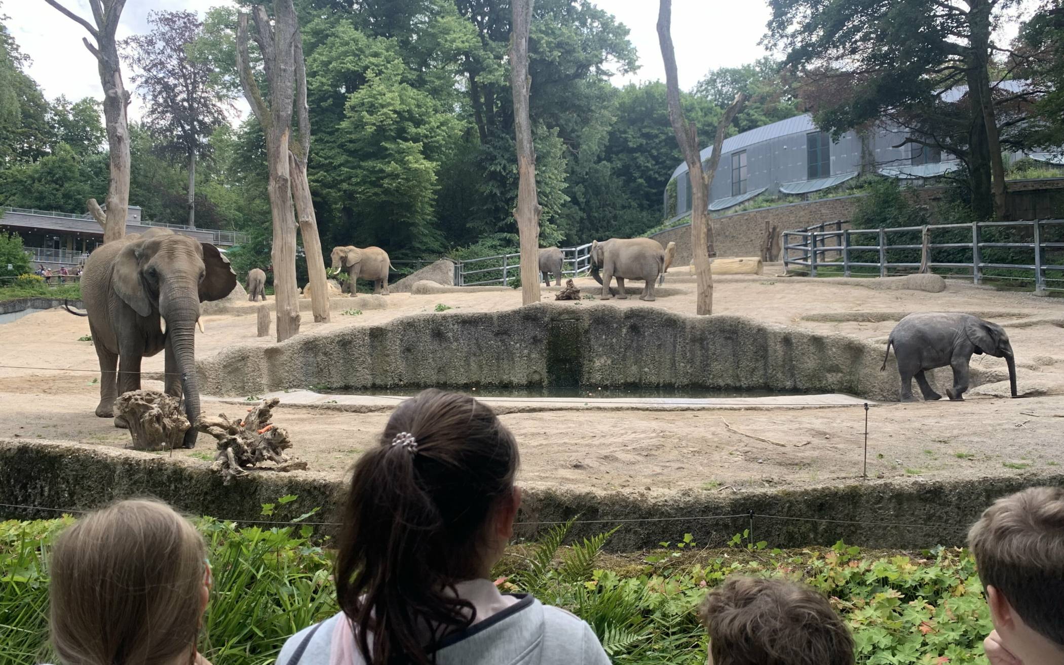 Blick auf die Elefenaten-Anlage im Wuppertaler Zoo.
